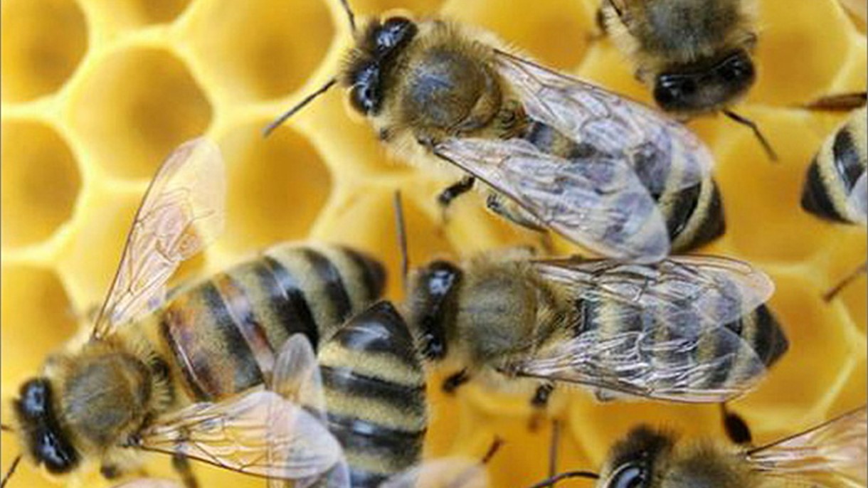 نوع آخر من النحل معرّض للإنقراض في أميركا