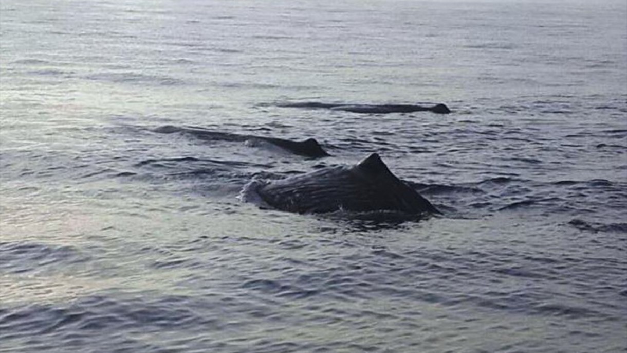 ما قصة الحيتان قبالة شواطئ صور؟