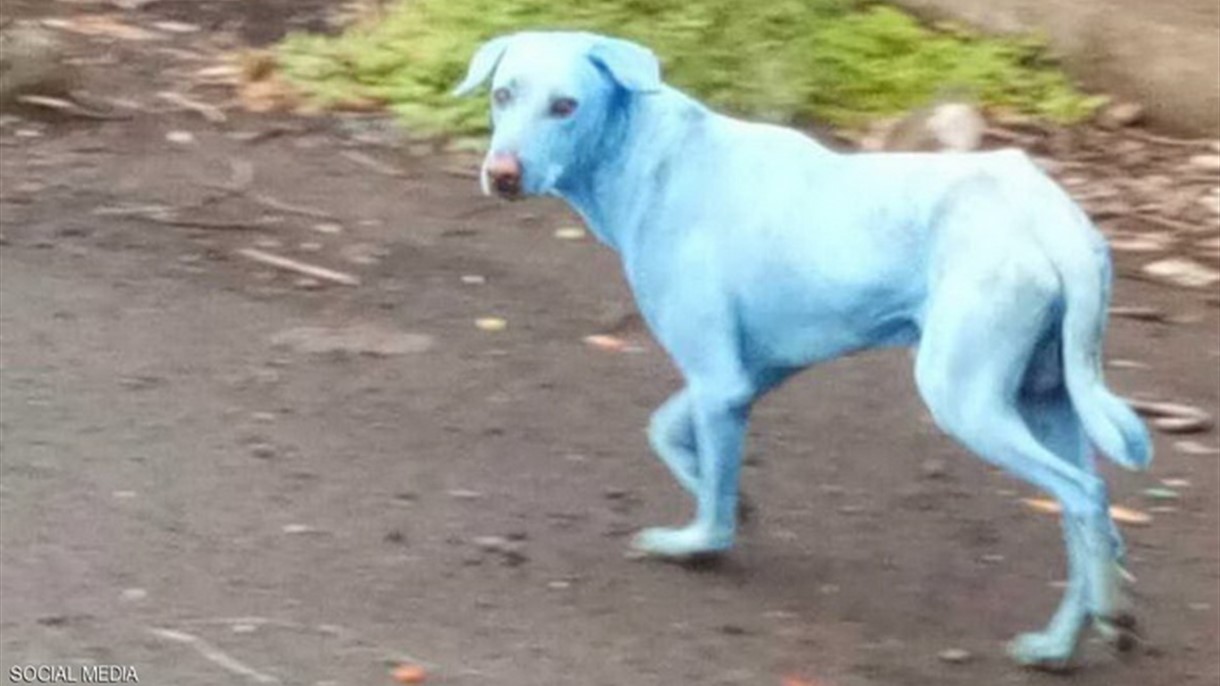 الكلاب الزرقاء تظهر في الهند