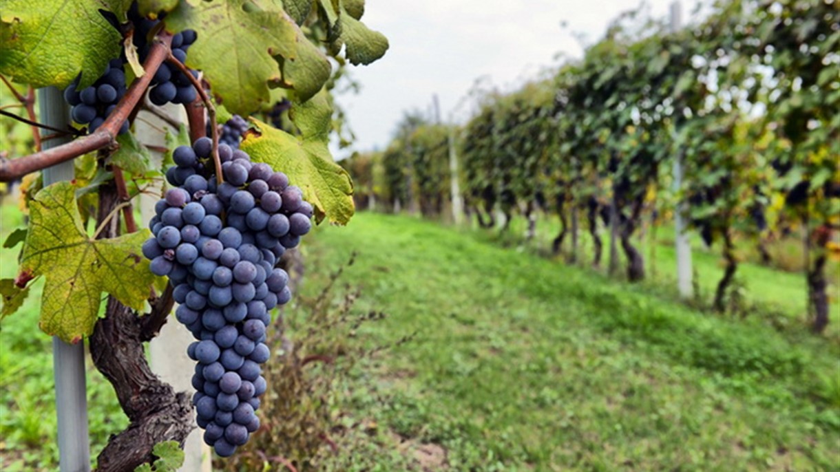 صناعة النبيذ: إيطاليا وبريطانيا الأكثر تضرُّراً