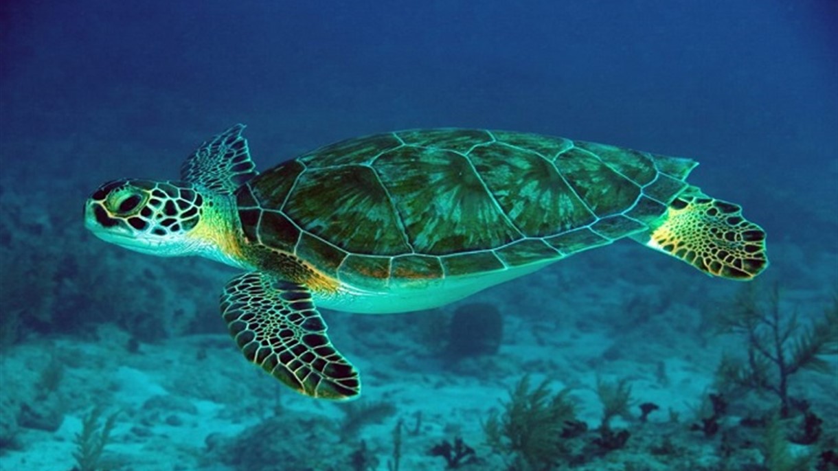 محمية جزر النخل تبدأ بحماية 3 أنواع من السلاحف