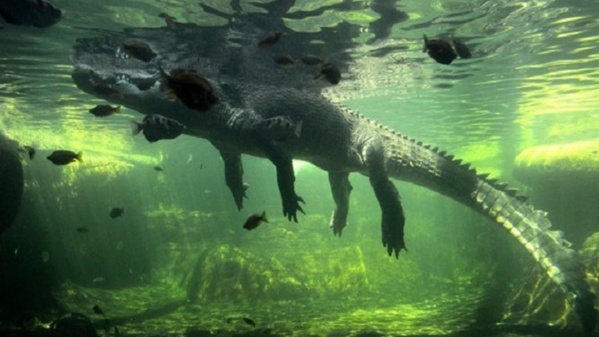 اختفاء امرأة تسبح في مكان التماسيح