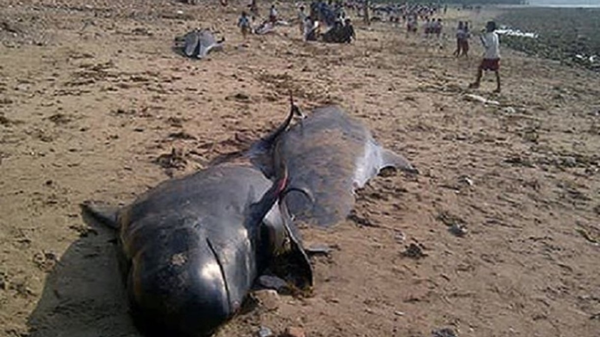 البحر يقذف 29 حوتاً الى الشاطىء