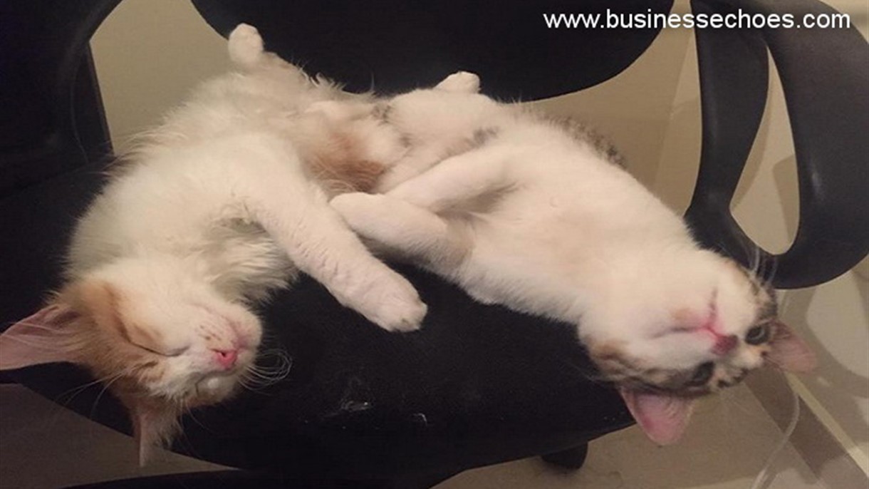 هذه حال كل من يربّي قطة أو كلباً