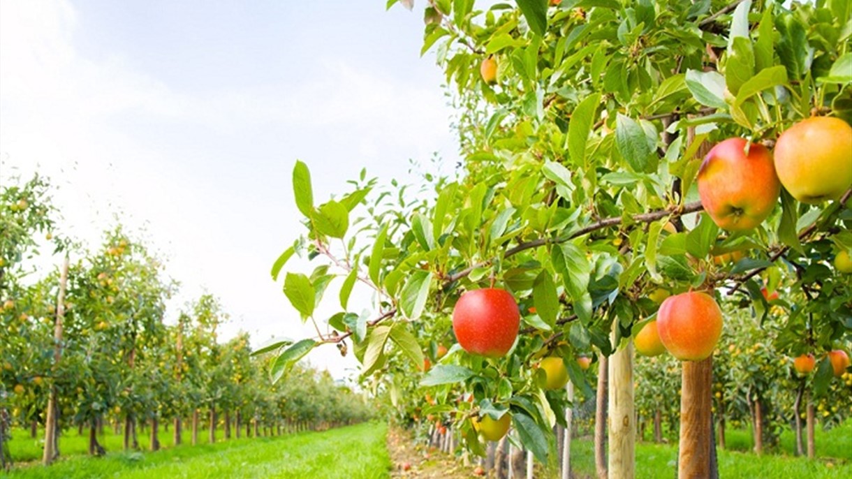 حرب يواصل اهتمامه لحلّ مشكلة تصريف التفاح