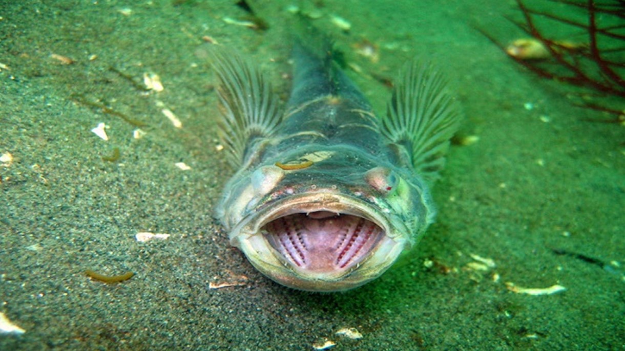 السمك الذي يغنّي لجلب الإناث