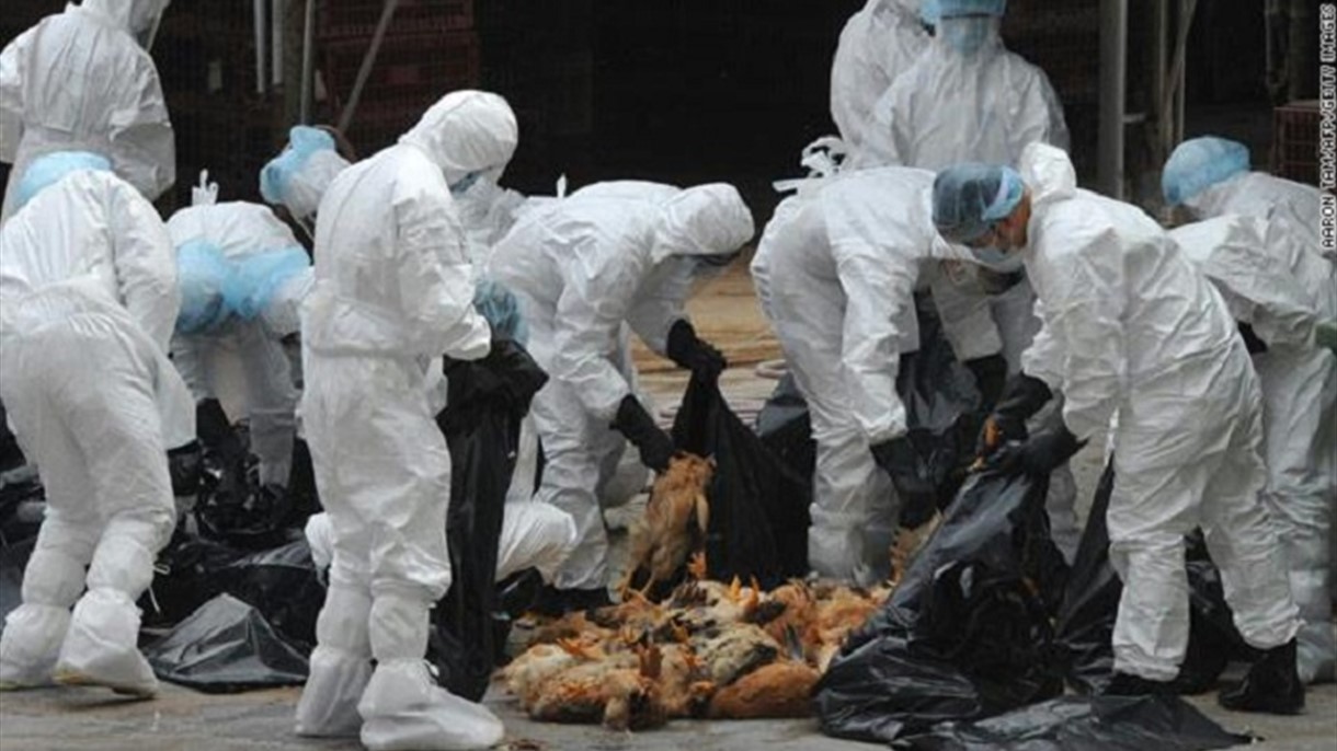 خطر انفلوانزا الطيور الى ارتفاع في فرنسا