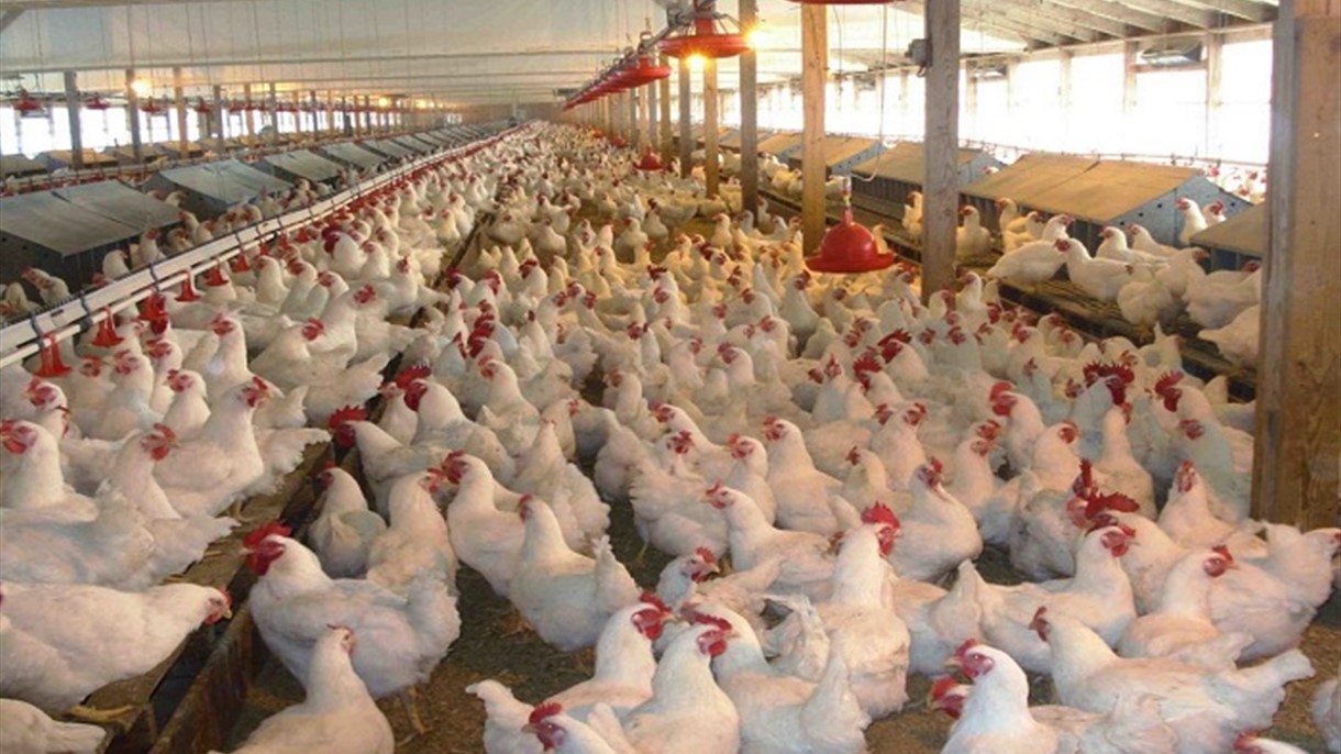 هكذا تكافح كوريا الجنوبية H5N6