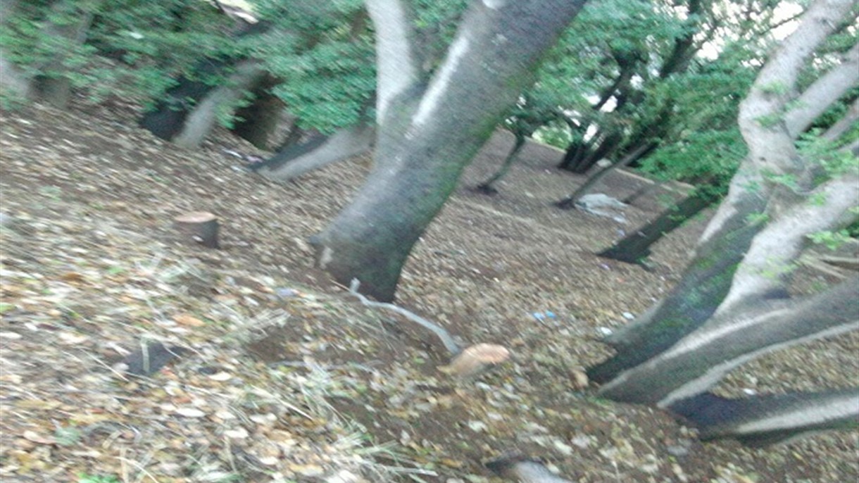 من يعتدي على محمية الشيخ يونس في عكار؟