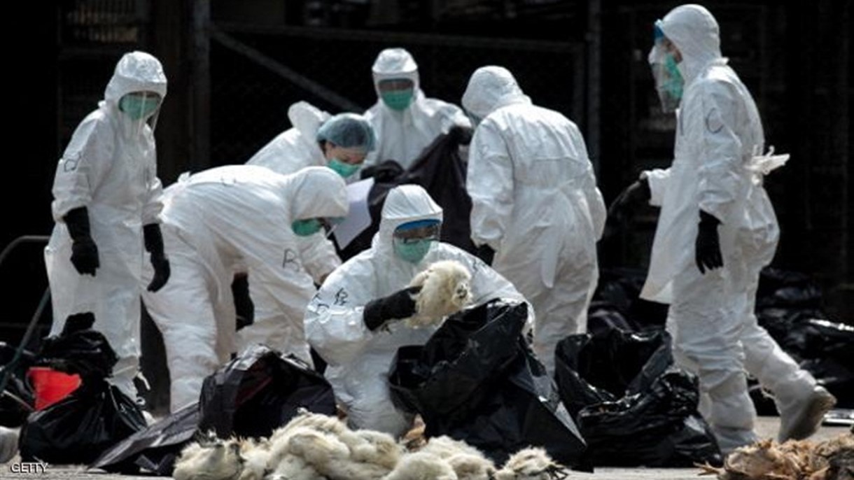 فرنسا تواصل سياسة اعدام الطيور