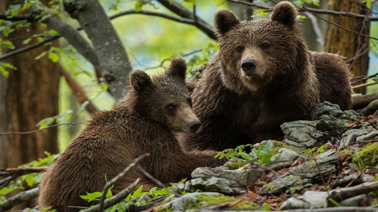 الذئاب والدببة تحت رحمة صيادي سلوفينيا