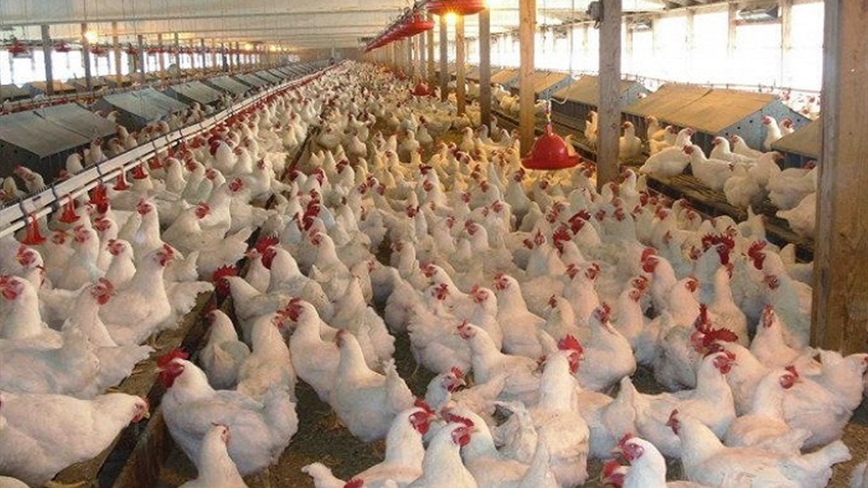 انفلوانزا الطيور في بريطانيا