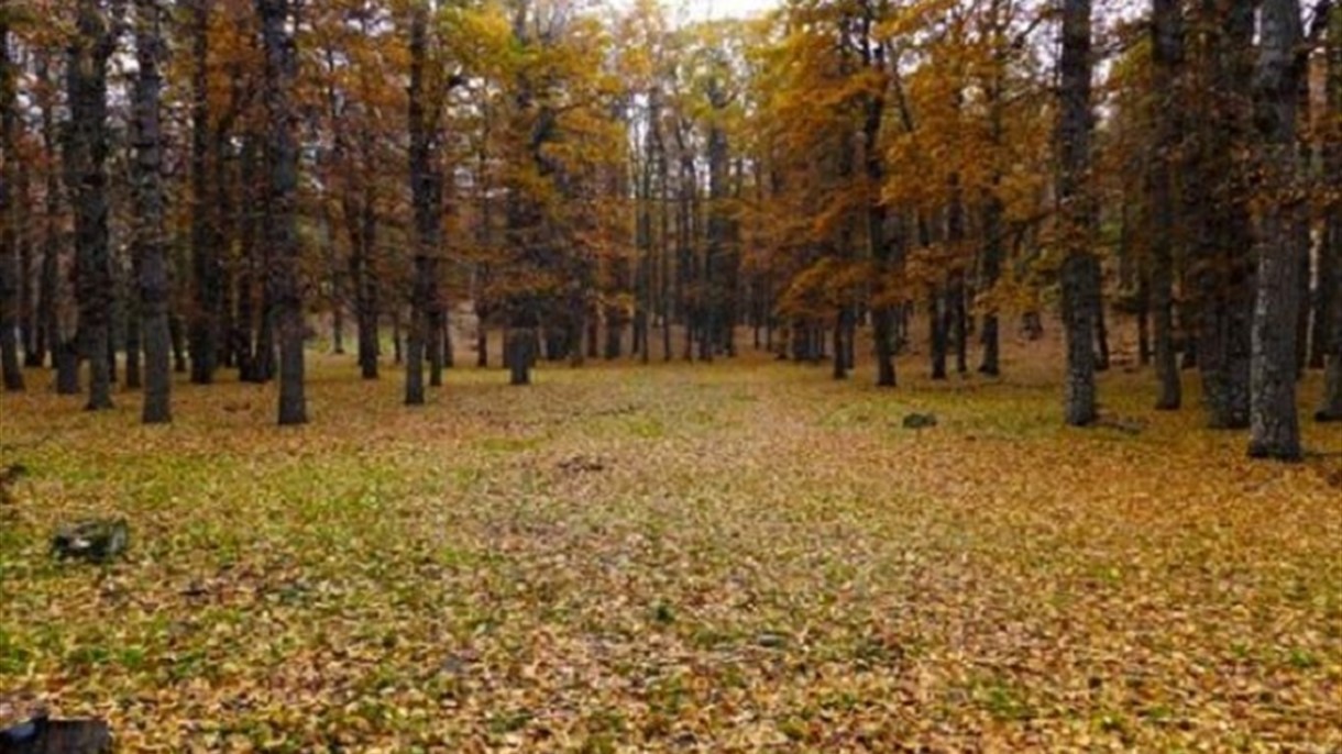 غابة العذر في فنيدق تحت الخطر
