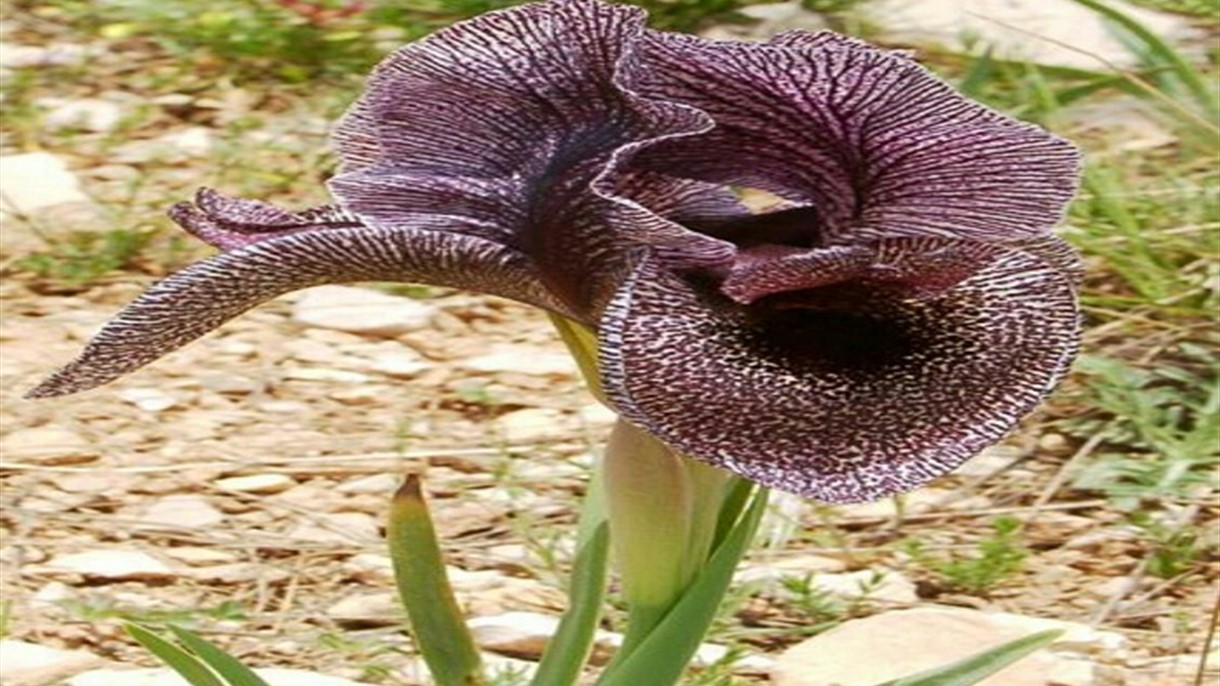 هل تنقرض زهرة سوسن الأرز في بشري؟