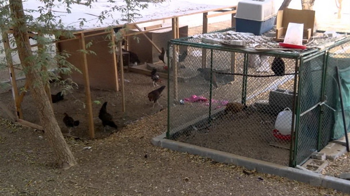 الدجاج في اماكن سكن المصريين