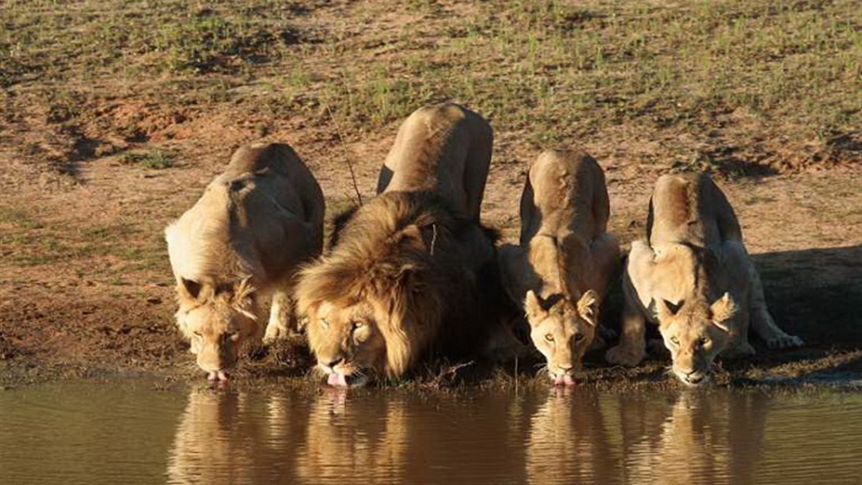 بعد الأسد سيلفستر هرب 4 أسود