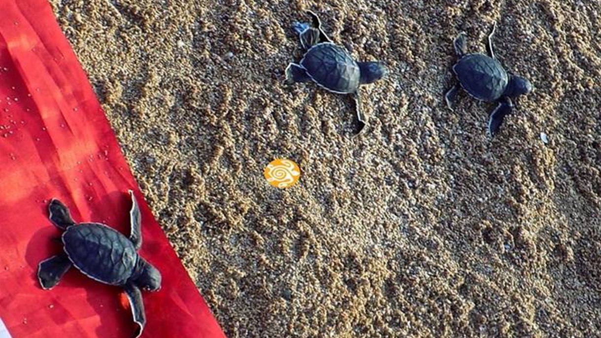 المنزل البرتقالي يحمي السلاحف البحرية في لبنان