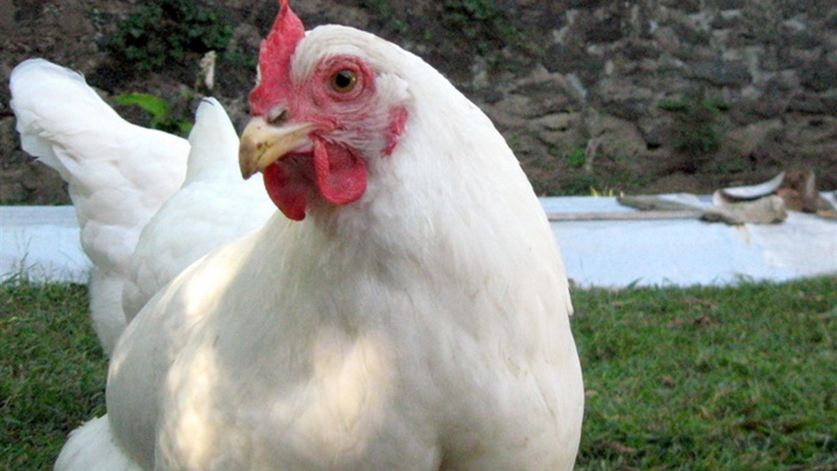 بإنتظار الاعدام