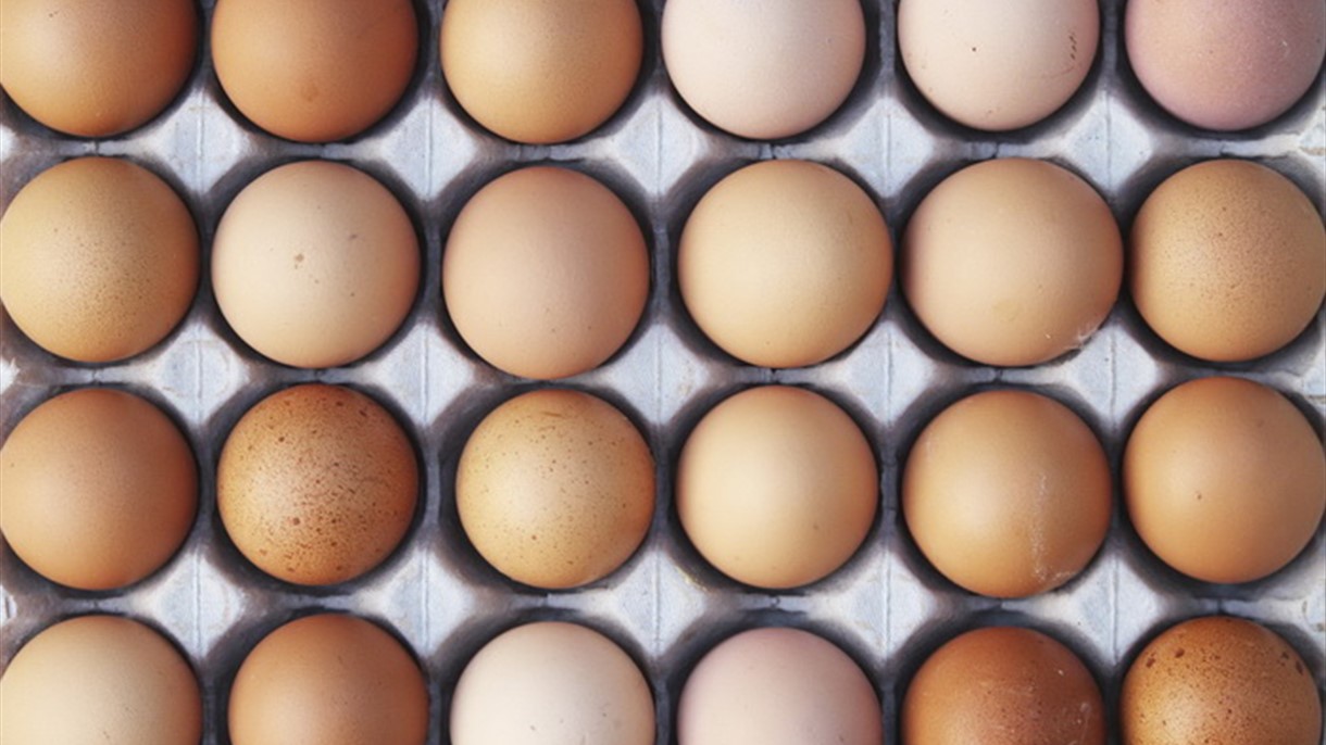 البيض يشغل بال أوروبا