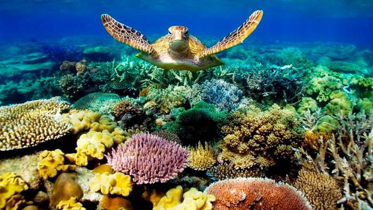 الشعاب المرجانية في خطر