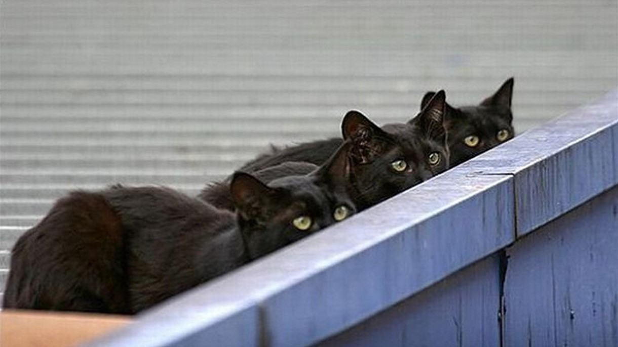 القطط في خدمة السجناء