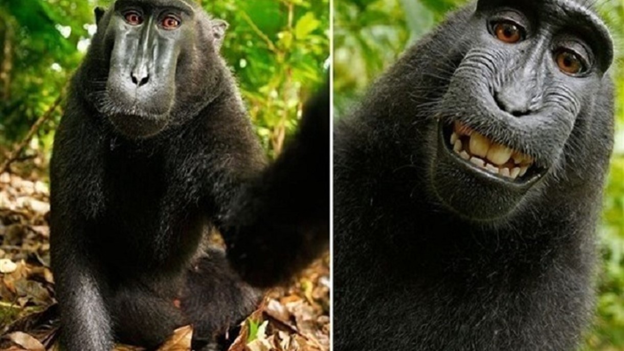 دفاعاً عن حقوق الملكية الفكرية للقرود