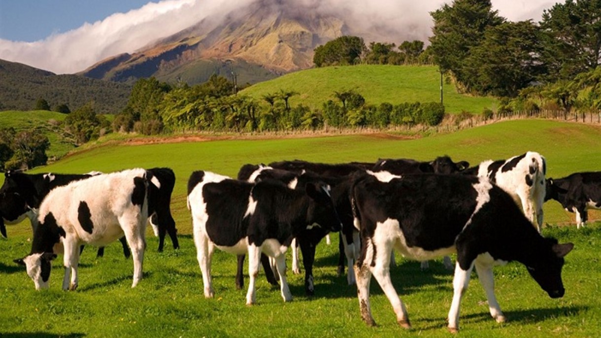 الجيش يتدخل من أجل أبقار سويسرا