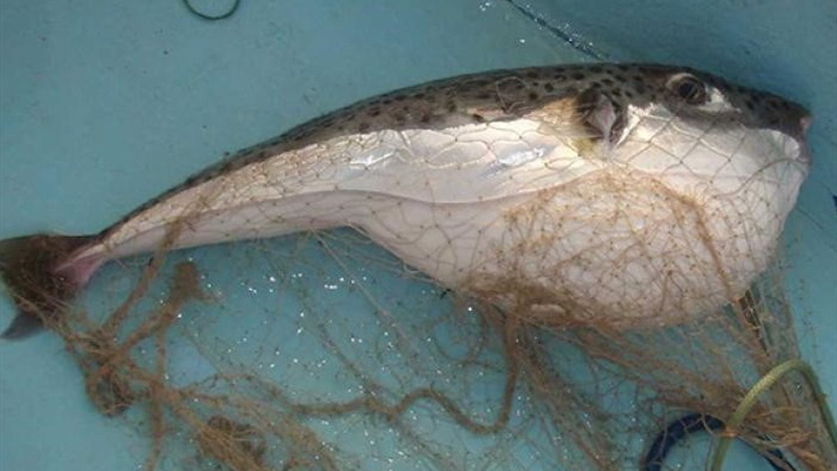 لبنان يحذر من تناول هذه السمكة