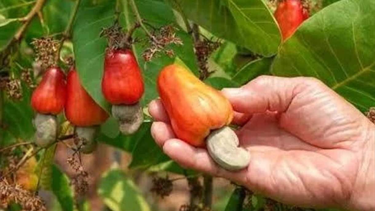 الكاجو.. مكسرات ذهبية تحرك مليارات الدولارات في العالم