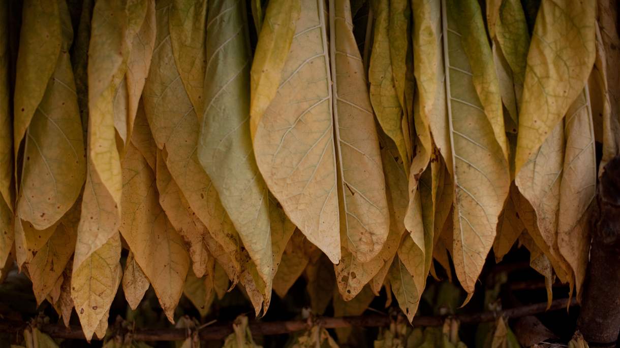 تكنولوجيا التبغ المُسخن.. حائط صد للحفاظ على البيئة وبديل أفضل من &quot;الدخان&quot;