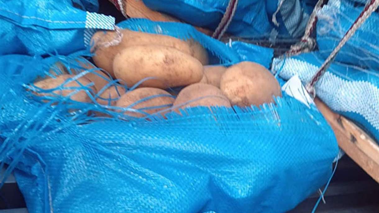 بطاطا بسعر الكلفة.. من هي المتاجر المشاركة؟