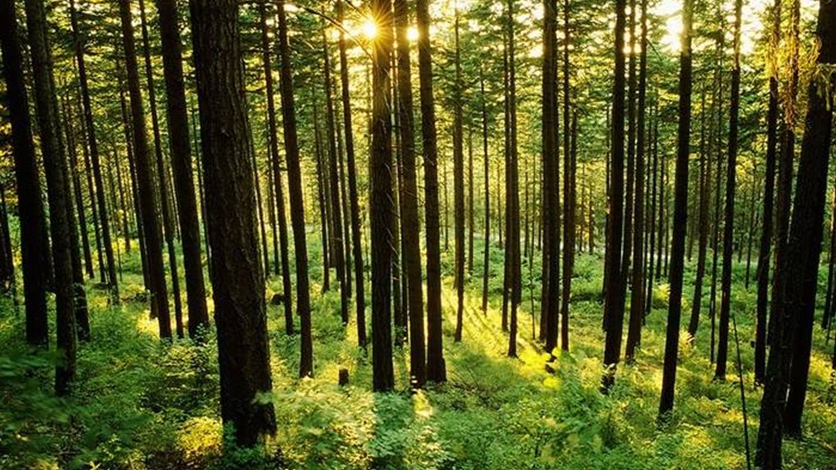 عرض غابة للبيع لتوفير دخل للمدارس