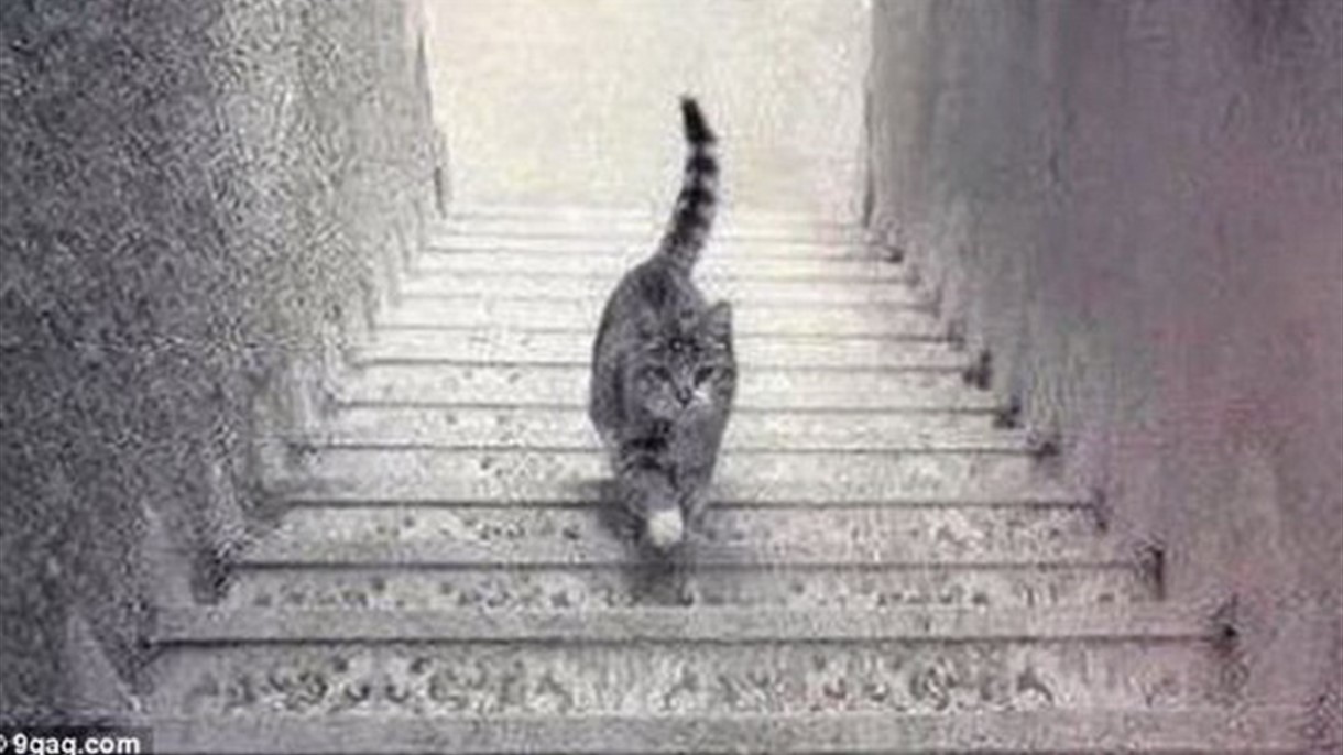 برأيكم هل هذا القط يصعد ام ينزل الدرج ؟