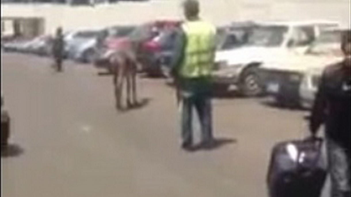 العثور على حمار في مطار