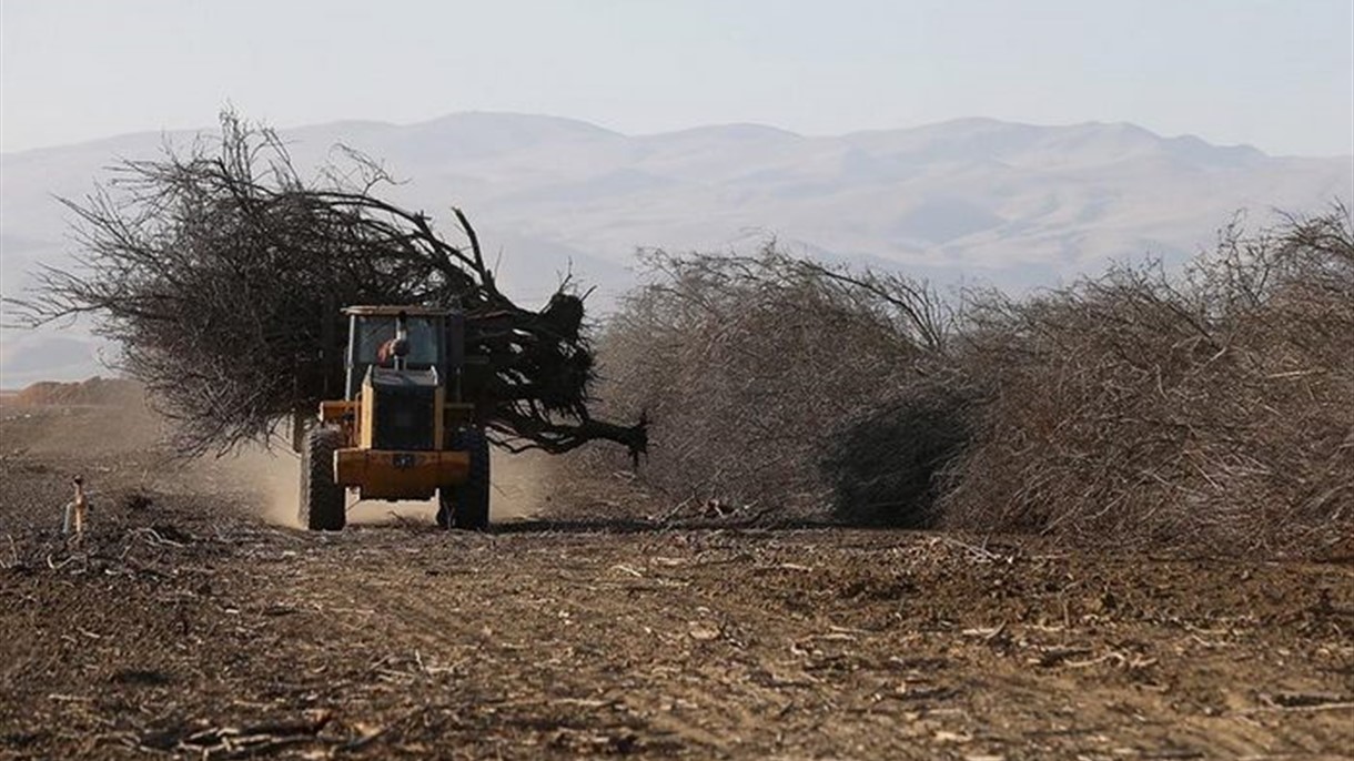 البيئة النظيفة تخسر ملايين الاشجار سنوياً
