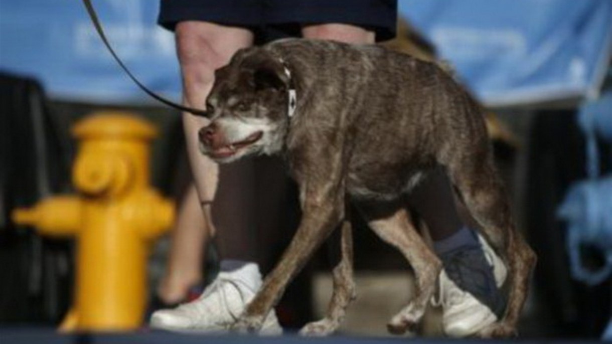 تعرّف الى اقبح كلبة في العالم