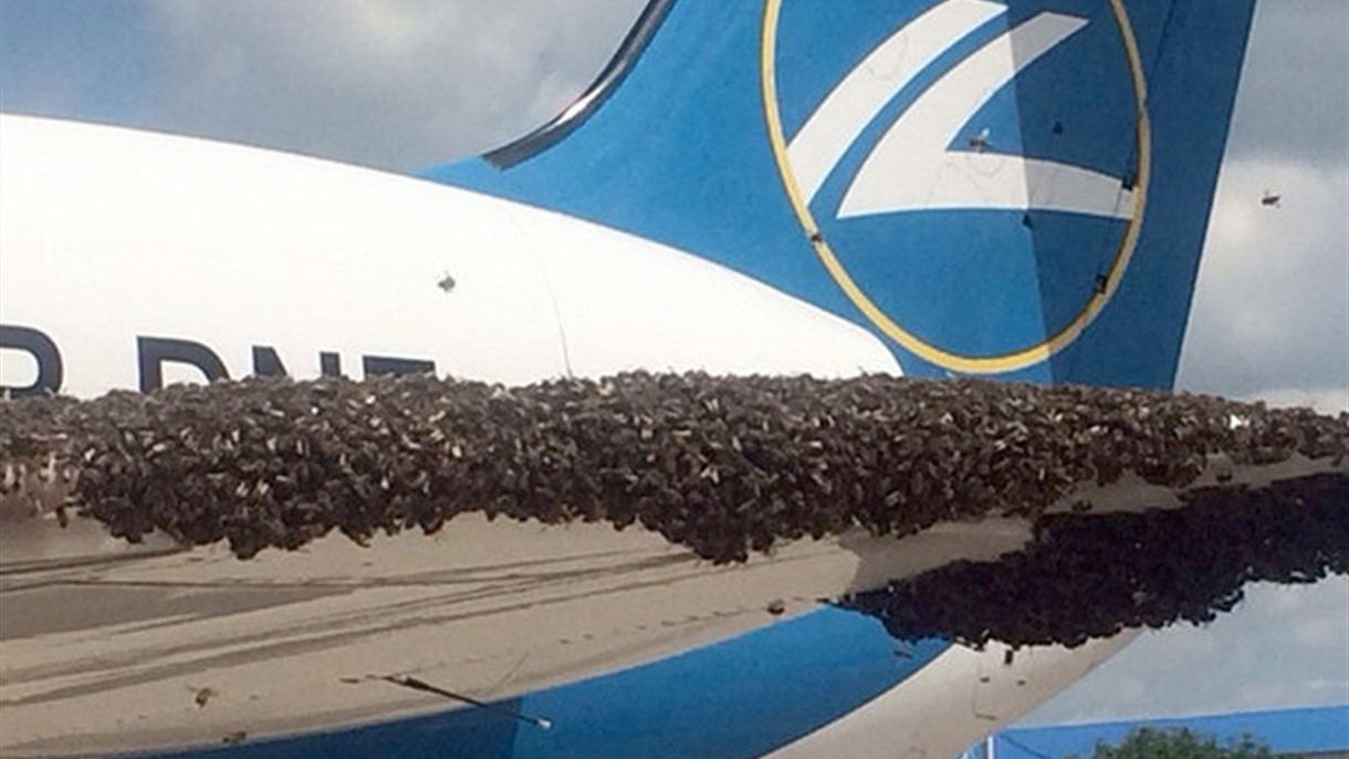 النحل يهاجم طائرة روسية ويغطي نوافذها