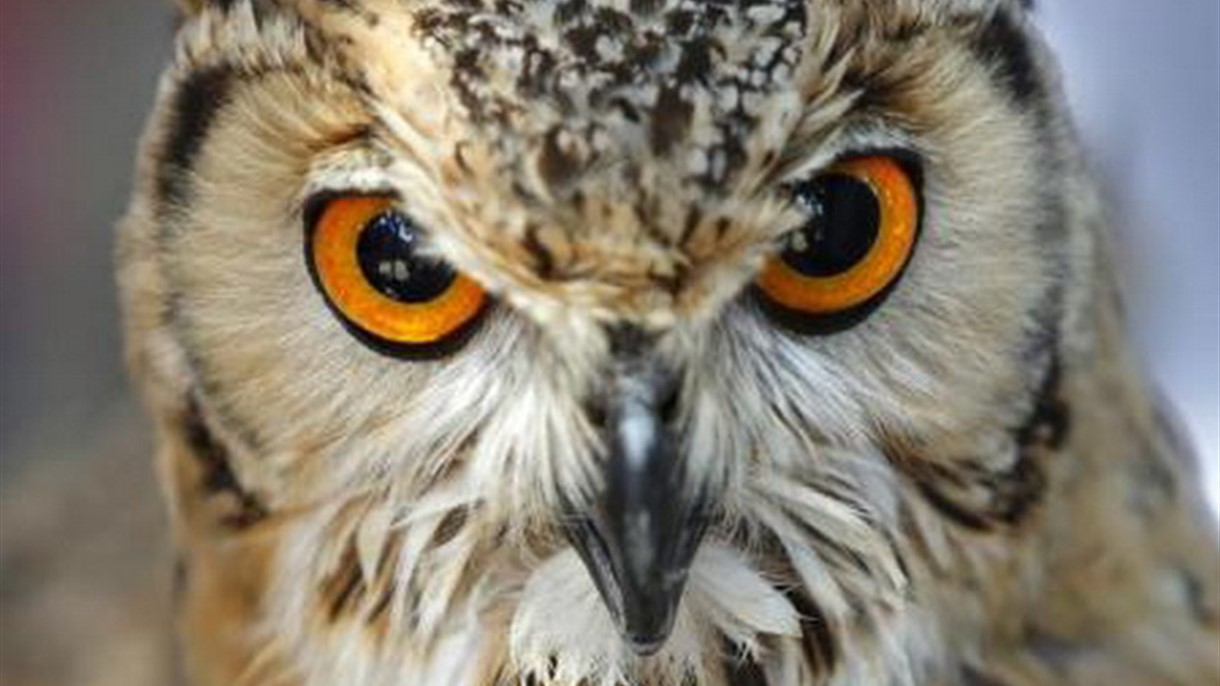 بومة اميركية تختار موظفي ولاية اوريغون فريسة جديدة