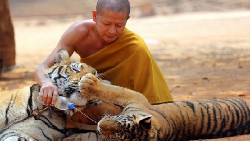 ماذا يفعل معبد بوذي بـ 100 نمرٍ