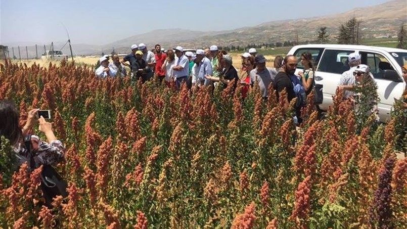 زراعة الكينوا تدخل الى لبنان