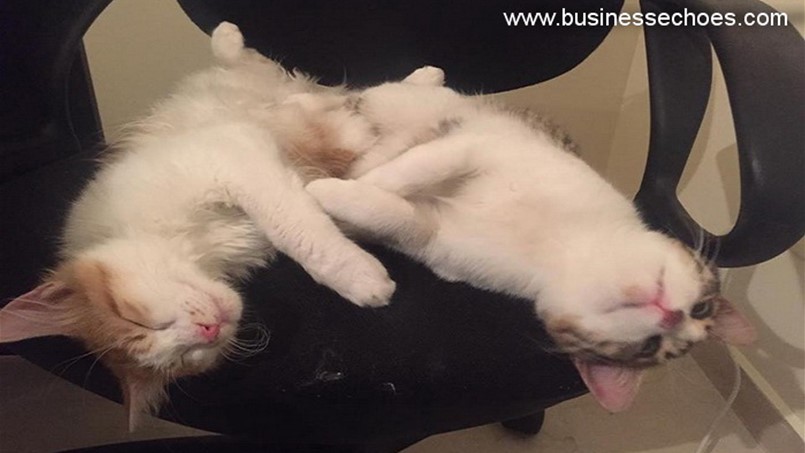 هذه حال كل من يربّي قطة أو كلباً