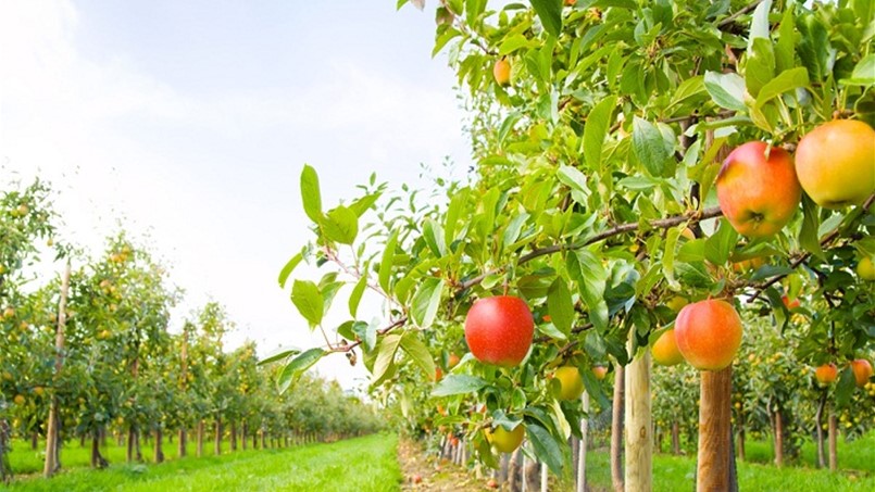 حرب يواصل اهتمامه لحلّ مشكلة تصريف التفاح