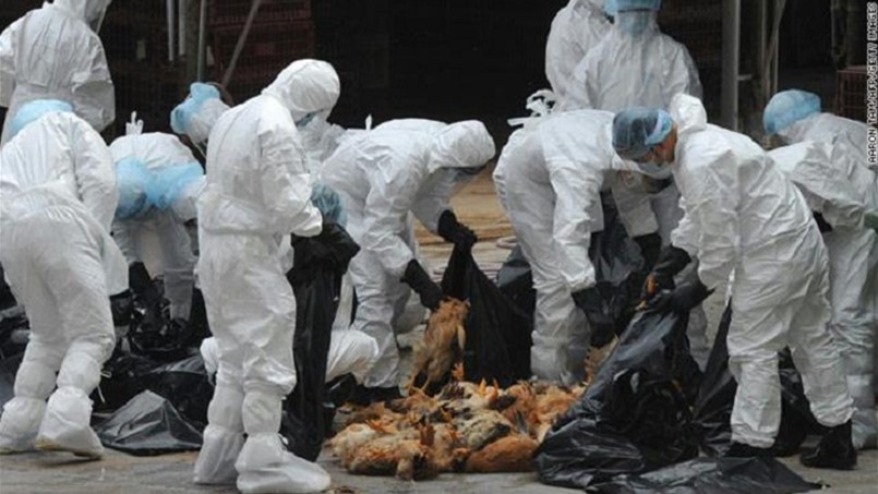 خطر انفلوانزا الطيور الى ارتفاع في فرنسا