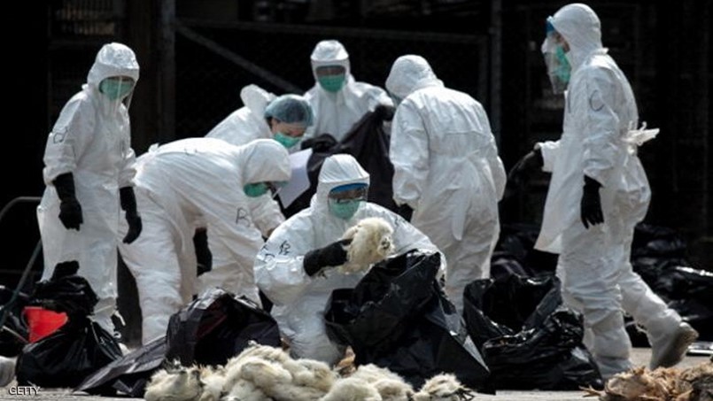 فرنسا تواصل سياسة اعدام الطيور