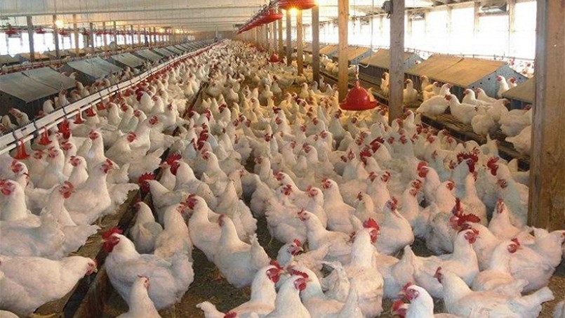 انفلوانزا الطيور في بريطانيا