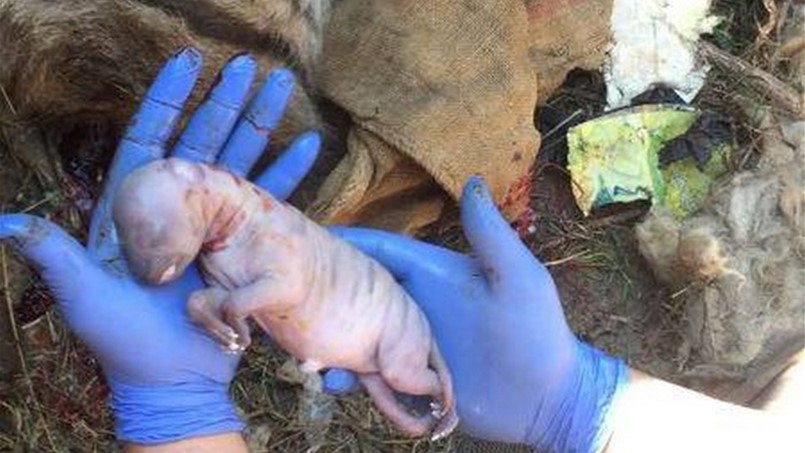 إنقاذ أنثى ضبع حامل في شمال لبنان