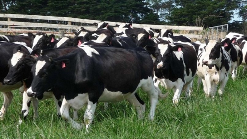 الأبقار الهولندية ضحية