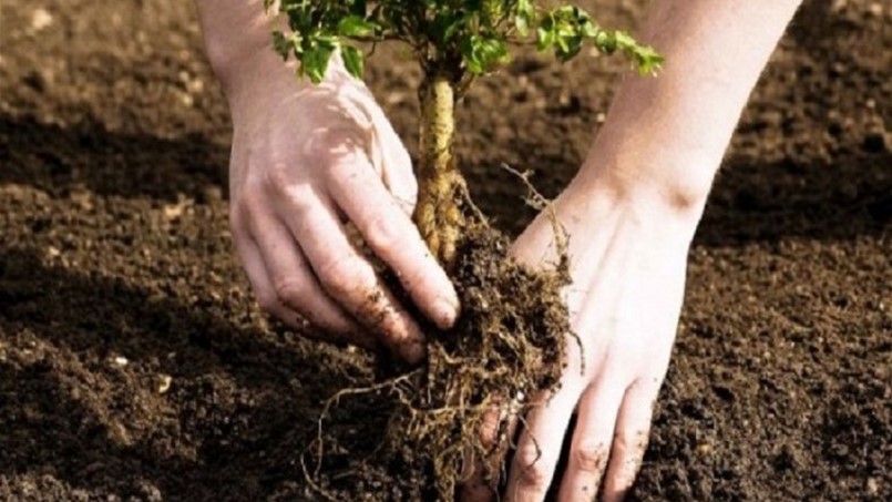 حملة تشجير في طرابلس