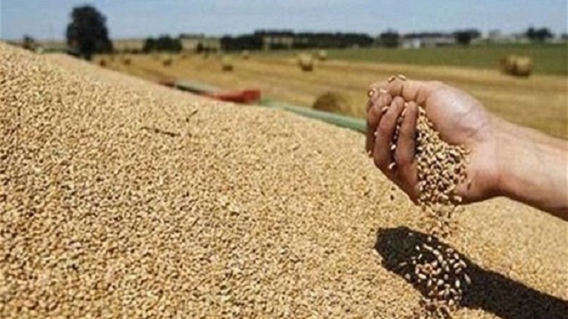 الأسعار العالمية تنعش القمح الروسي