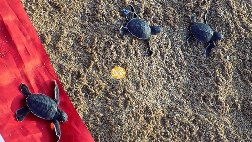 المنزل البرتقالي يحمي السلاحف البحرية في لبنان